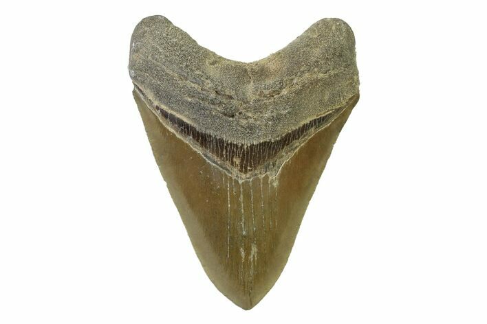 Serrated, Fossil Megalodon Tooth - North Carolina #338469
